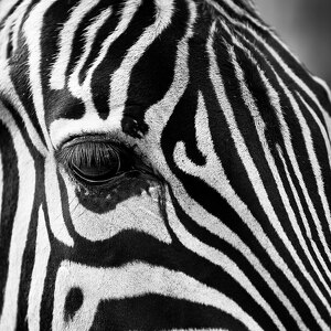 Fundraising Page: Tamara Fusselman